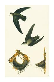 Image result for Chaetura pelagica