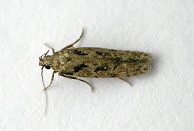 Attēlu rezultāti vaicājumam “Carpatolechia alburnella”