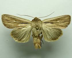 Attēlu rezultāti vaicājumam “Leucania comma”