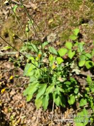 Attēlu rezultāti vaicājumam “Hieracium vulgatum”