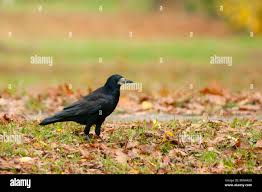 Attēlu rezultāti vaicājumam “Corvus frugilegus adult”