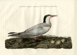 Attēlu rezultāti vaicājumam “Sterna hirundo adult”