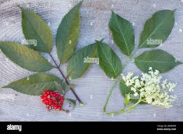 Attēlu rezultāti vaicājumam “Sambucus racemosa leaf”