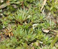 Attēlu rezultāti vaicājumam “Polytrichum piliferum”