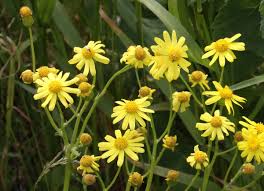 Attēlu rezultāti vaicājumam “Senecio vernalis flower”