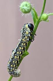 Attēlu rezultāti vaicājumam “Diprion pini female”