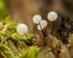 Attēlu rezultāti vaicājumam “Comatricha meandrispora macro”