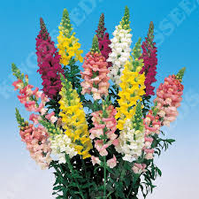 Image result for Antirrhinum majus