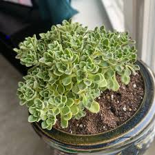 Image result for Aichryson