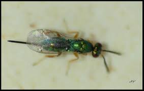 Attēlu rezultāti vaicājumam “Diastrophus rubi”