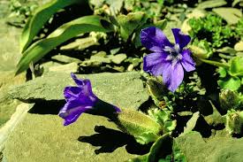 Attēlu rezultāti vaicājumam “Campanulaceae”