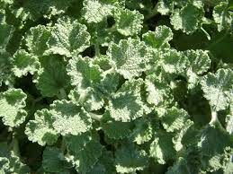 Image result for Marrubium vulgare