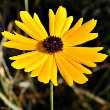 Image result for Coreopsis