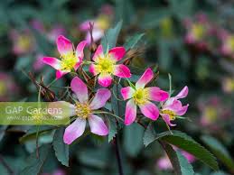 Attēlu rezultāti vaicājumam “Rosa glauca flower”