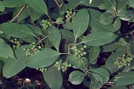 Attēlu rezultāti vaicājumam “Cornus sericea fruit”