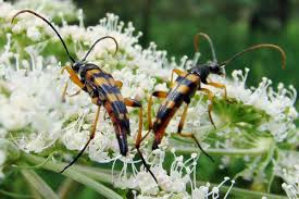 Attēlu rezultāti vaicājumam “Strangalia attenuata”