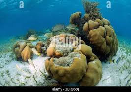 Image result for Haemulon aurolineatum