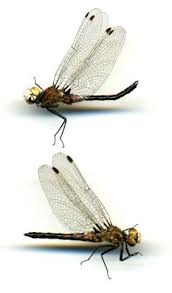 Attēlu rezultāti vaicājumam “Leucorrhinia”