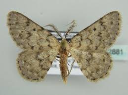 Attēlu rezultāti vaicājumam “Cabera exanthemata male”