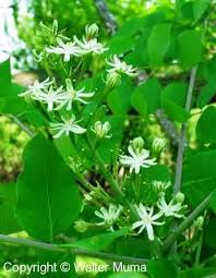 Attēlu rezultāti vaicājumam “Gymnocladus dioicus flower”