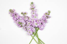 Image result for Levkoje