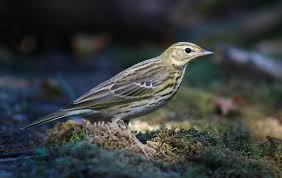 Image result for Anthus trivialis
