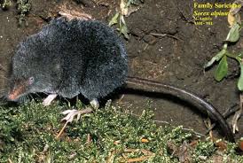 Attēlu rezultāti vaicājumam “Sorex sp.”