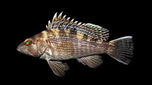 Image result for Centropristis striata