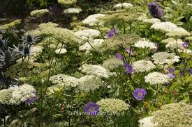 Attēlu rezultāti vaicājumam “Cenolophium denudatum”