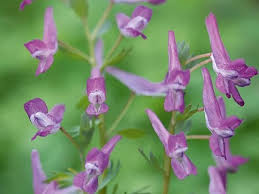 Attēlu rezultāti vaicājumam “Corydalis cava flower”