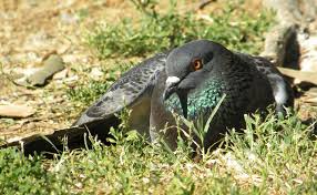 Attēlu rezultāti vaicājumam “Columba livia f. domestica”