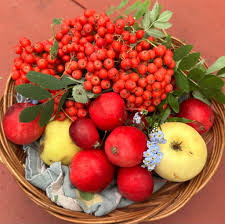 Attēlu rezultāti vaicājumam “Sorbus aucuparia fruit”
