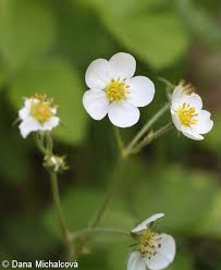 Attēlu rezultāti vaicājumam “Fragaria moschata flower”