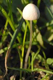 Attēlu rezultāti vaicājumam “Psathyrella pygmaea”