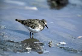 Attēlu rezultāti vaicājumam “Calidris minuta”