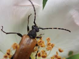 Attēlu rezultāti vaicājumam “Paracorymbia maculicornis”