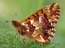 Attēlu rezultāti vaicājumam “Boloria aquilonaris”