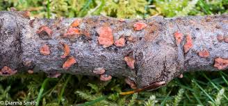 Attēlu rezultāti vaicājumam “Perenniporia medulla-panis”