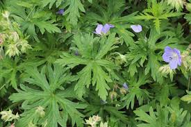 Attēlu rezultāti vaicājumam “Geranium pratense leaf”