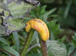 Attēlu rezultāti vaicājumam “Puccinia urticata”
