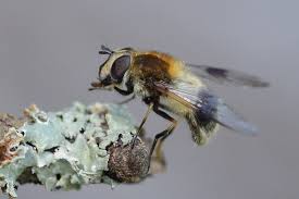 Attēlu rezultāti vaicājumam “Leucozona lucorum”