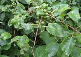 Attēlu rezultāti vaicājumam “Bucculatrix rhamniella”