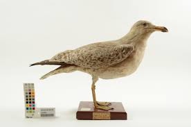 Attēlu rezultāti vaicājumam “Larus argentatus”