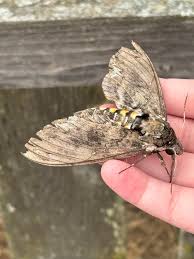 Attēlu rezultāti vaicājumam “Sphingidae”