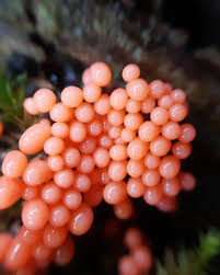 Attēlu rezultāti vaicājumam “Leocarpus fragilis spores”