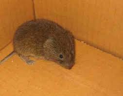 Attēlu rezultāti vaicājumam “Myodes glareolus”