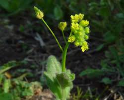 Attēlu rezultāti vaicājumam “Draba nemorosa”