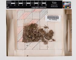 Attēlu rezultāti vaicājumam “Cephaloziella hampeana”