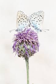 Attēlu rezultāti vaicājumam “Phengaris arion upperside”