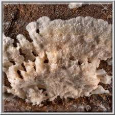 Attēlu rezultāti vaicājumam “Sporophagomyces chrysostomus”